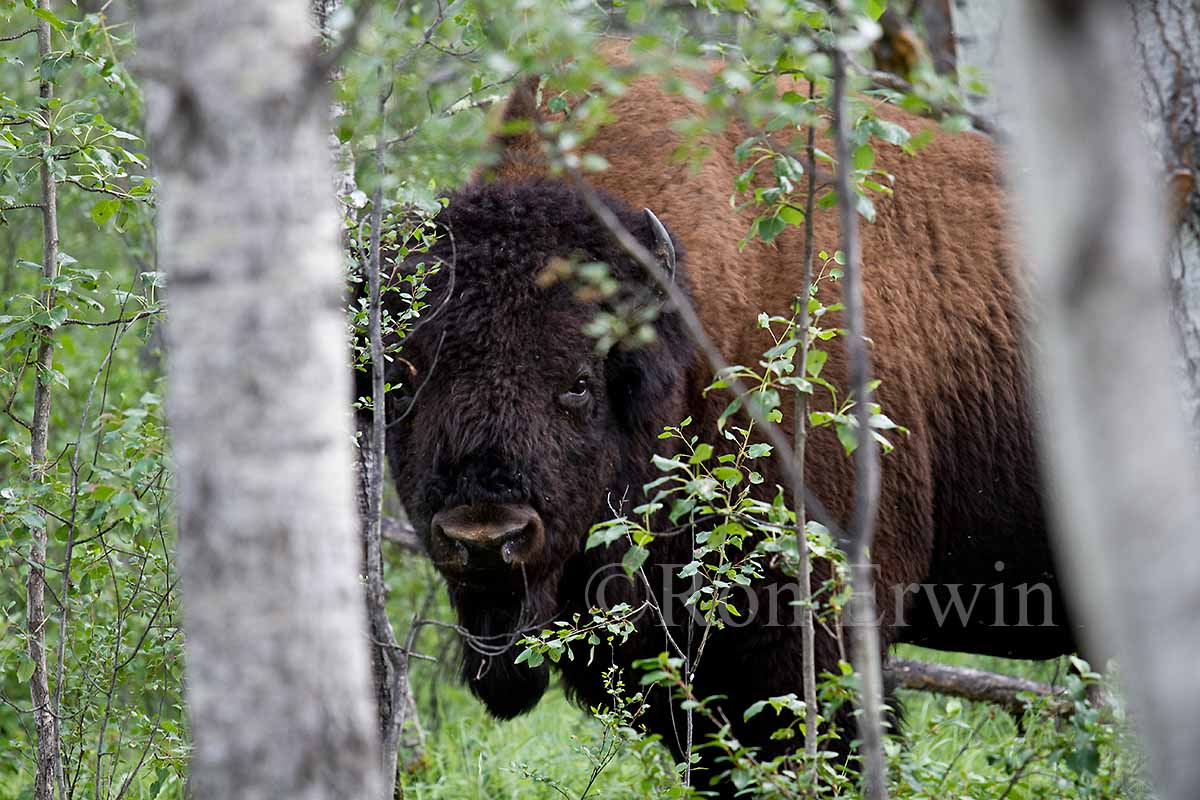 Bison in Trees