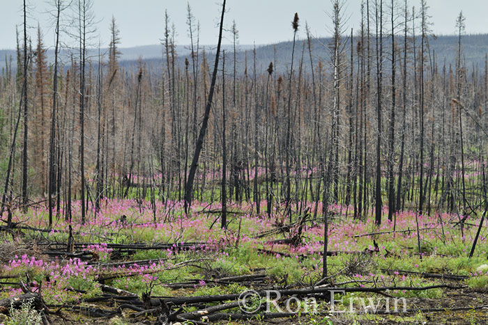 Burned Forest