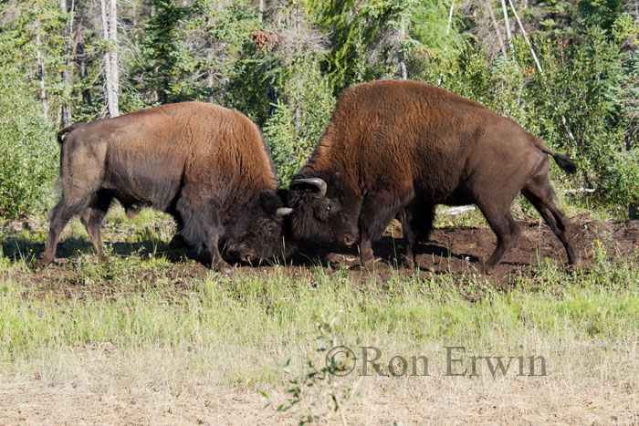 Bison Fighting