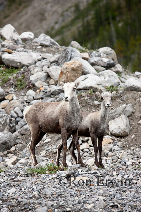 Stone Sheep