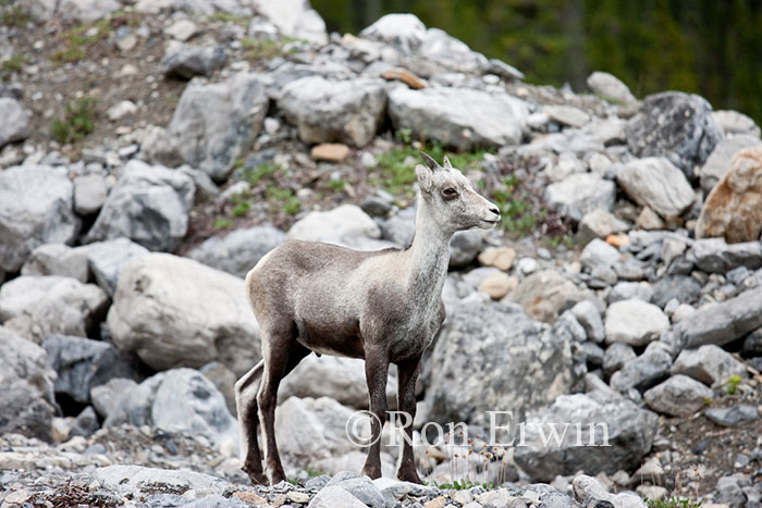 Stone Sheep Lamb