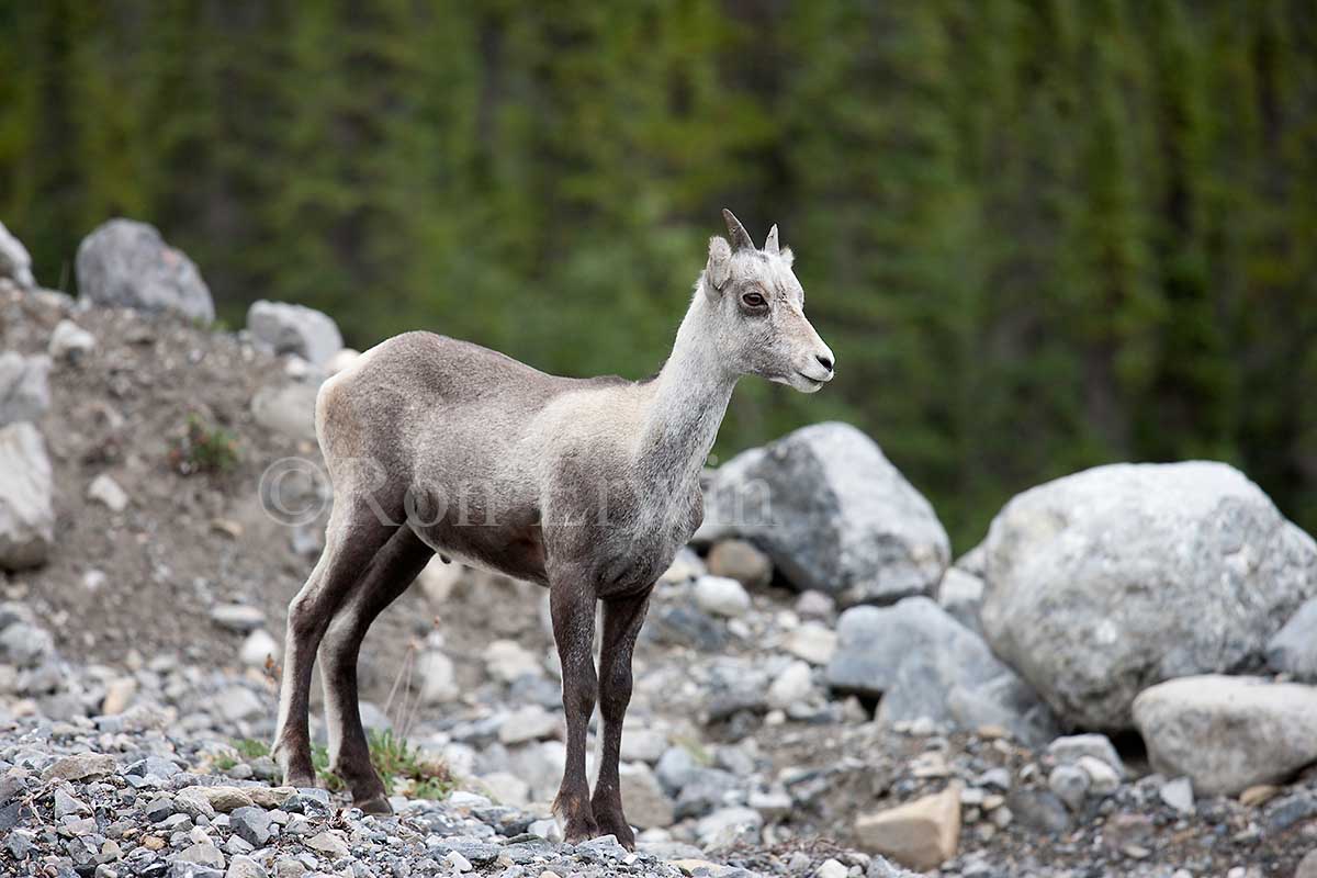 Stone Sheep Lamb