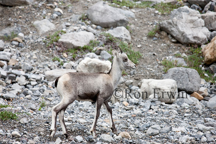 Stone Sheep Lamb