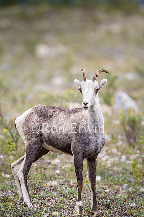 Stone Sheep