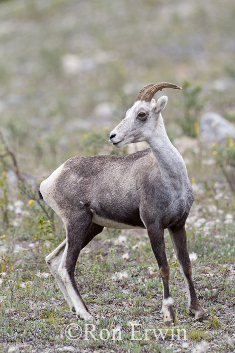 Stone Sheep