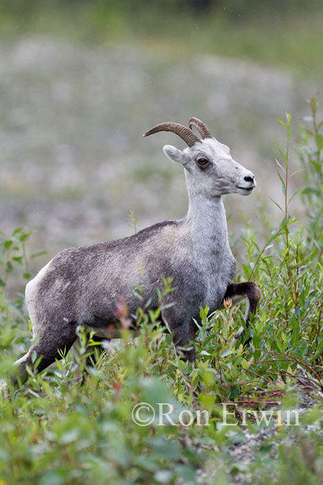 Stone Sheep