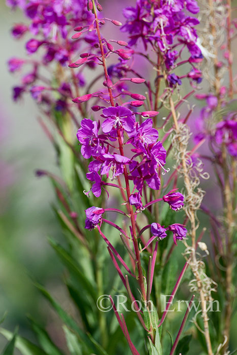 Fireweed