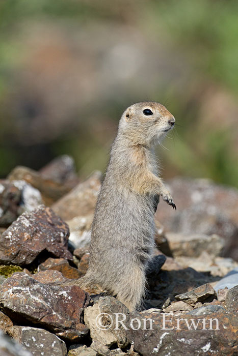 Standing Ground Squirrel