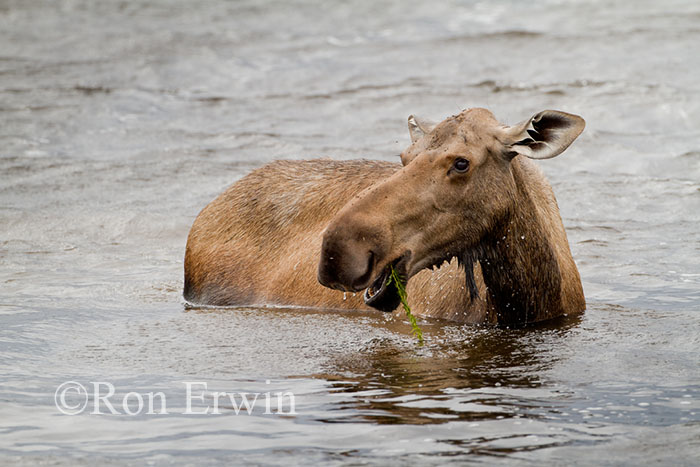 Cow Moose