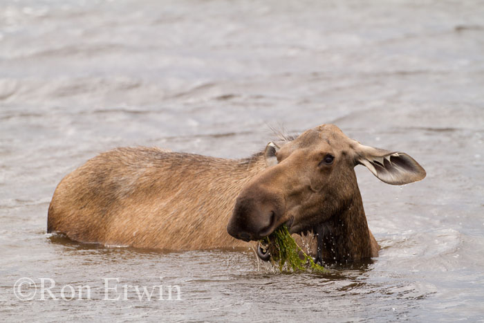 Cow Moose