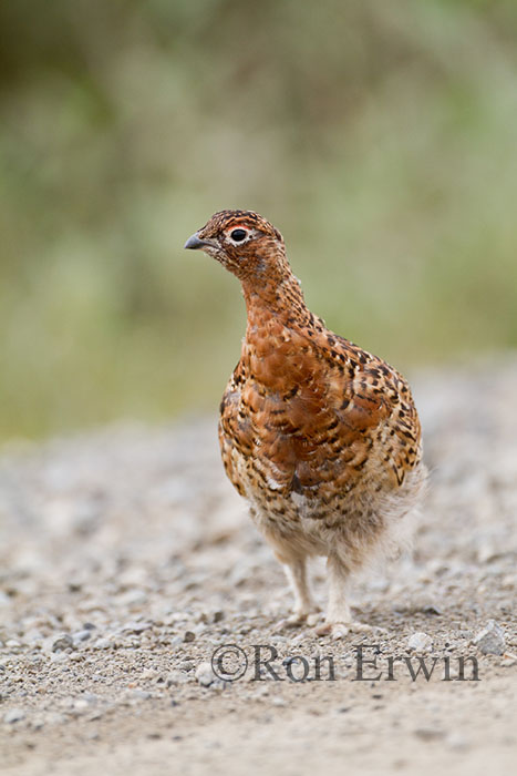 Male Willow Ptarmigan