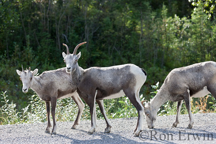 Stone Sheep