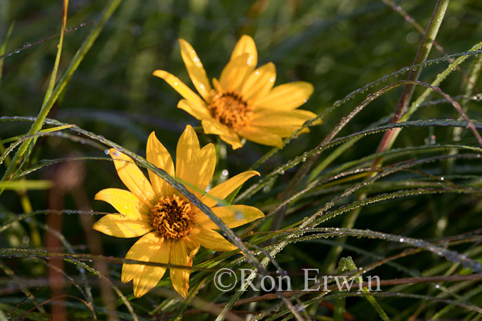 Narrow-leaved Sunflowers