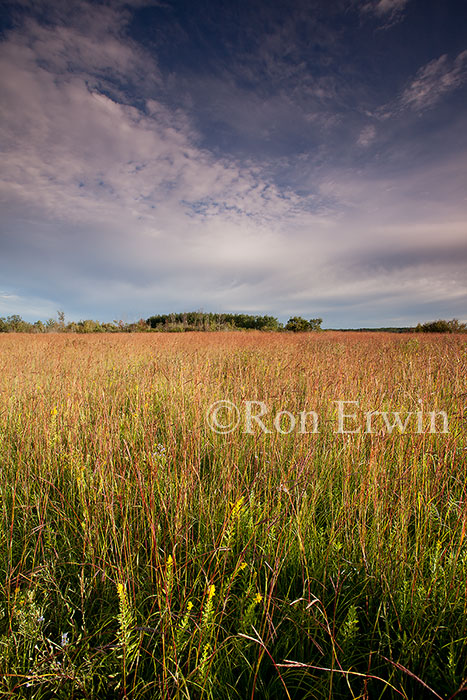 Tall Grass Prairie