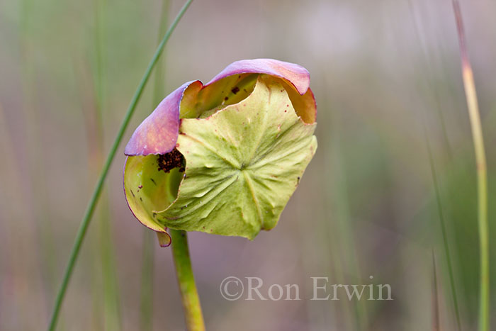 Northern Pitcher Plant