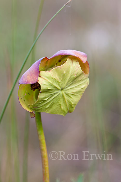 Northern Pitcher Plant