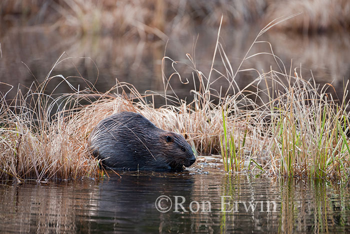 Beaver in Wetlands