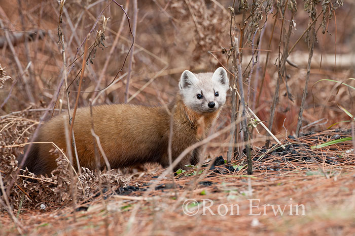 Pine Marten