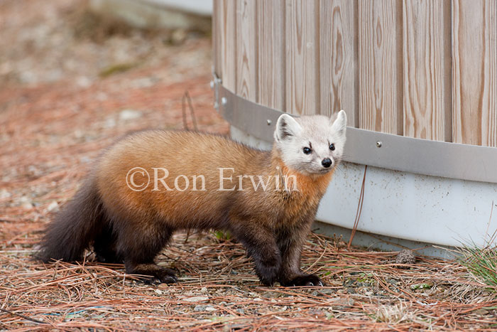 American Marten