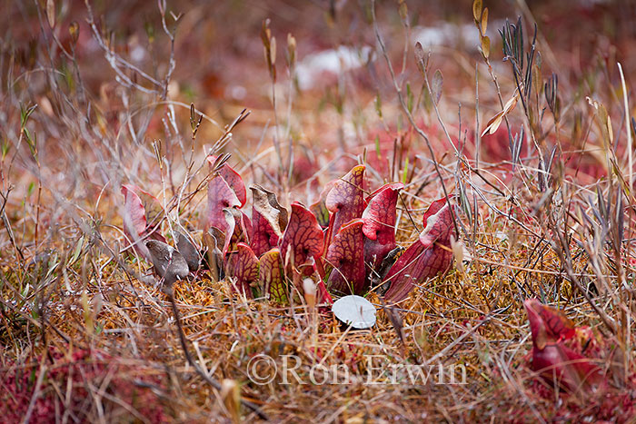 Northern Pitcher-plant