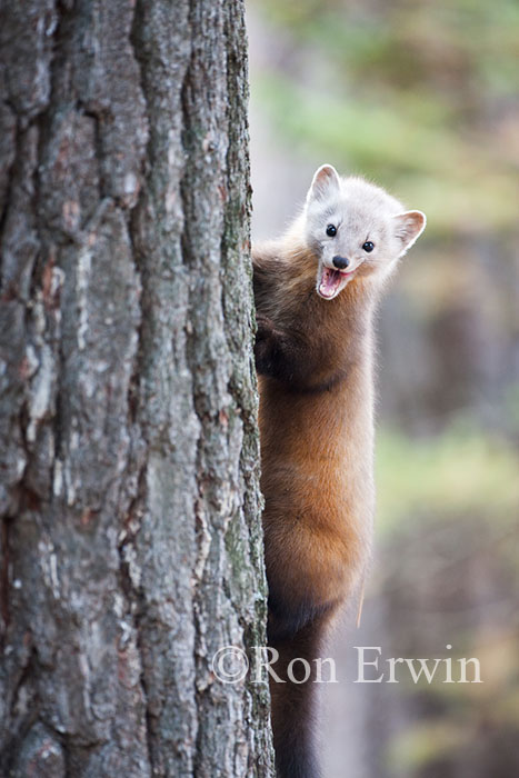 Pine Marten