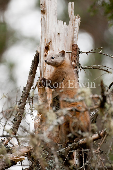 American Marten