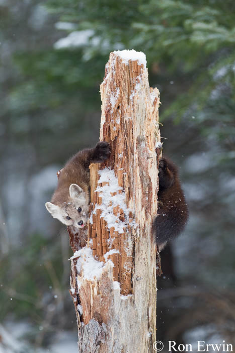 Pine Marten