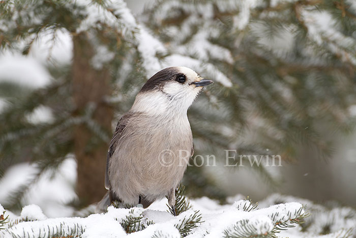 Gray Jay