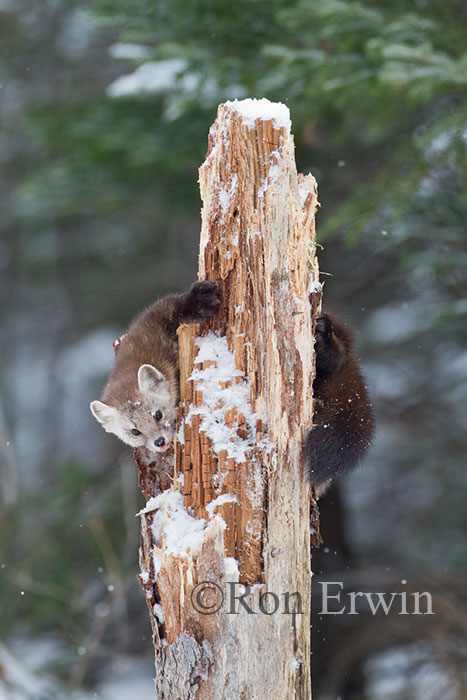 American Marten