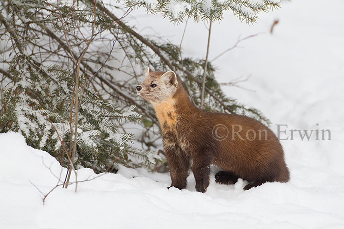 American Marten