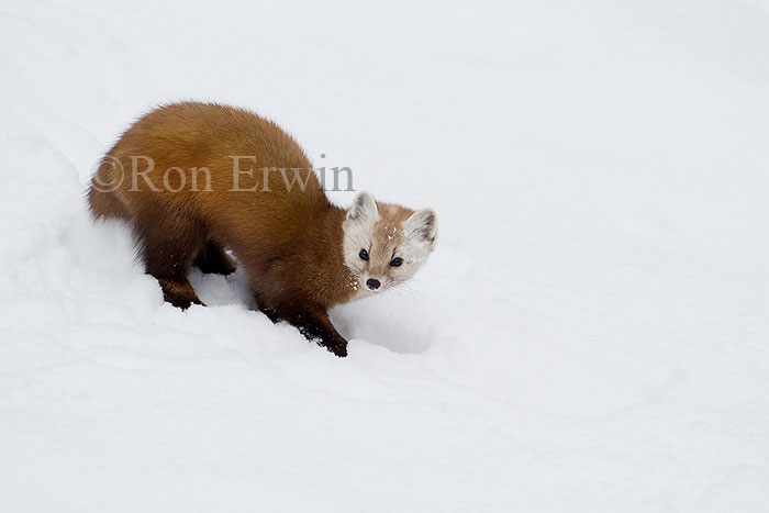 American Marten