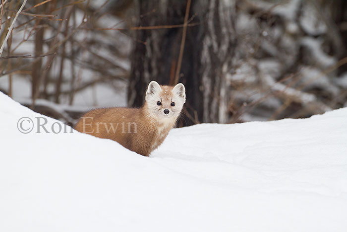 American Marten