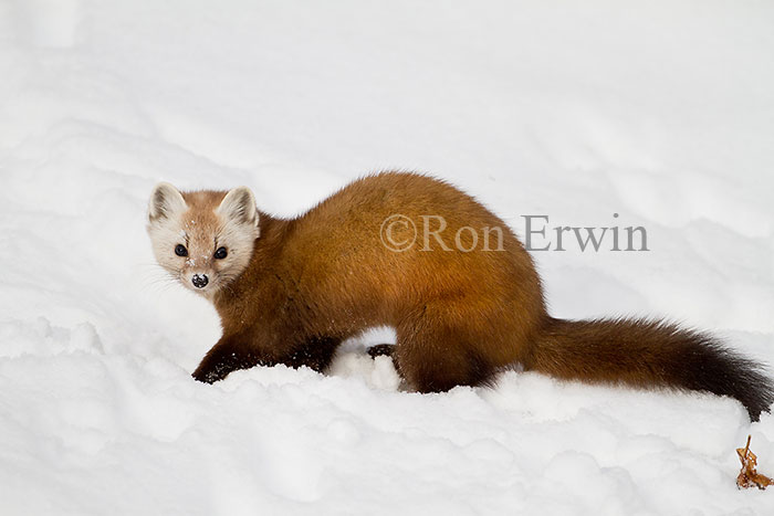 American Marten