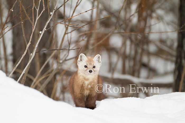 American Marten