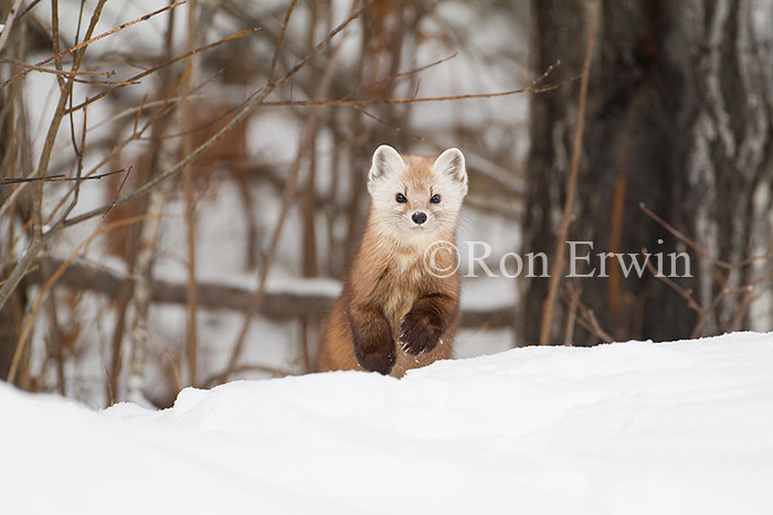 American Marten