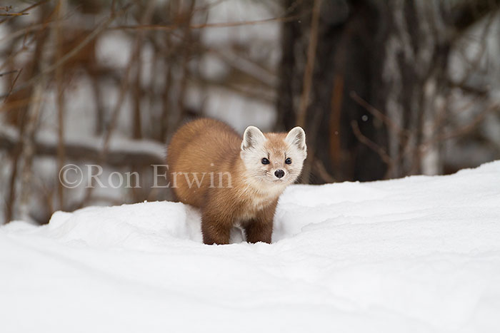 American Marten