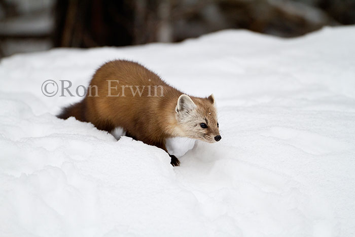 American Marten