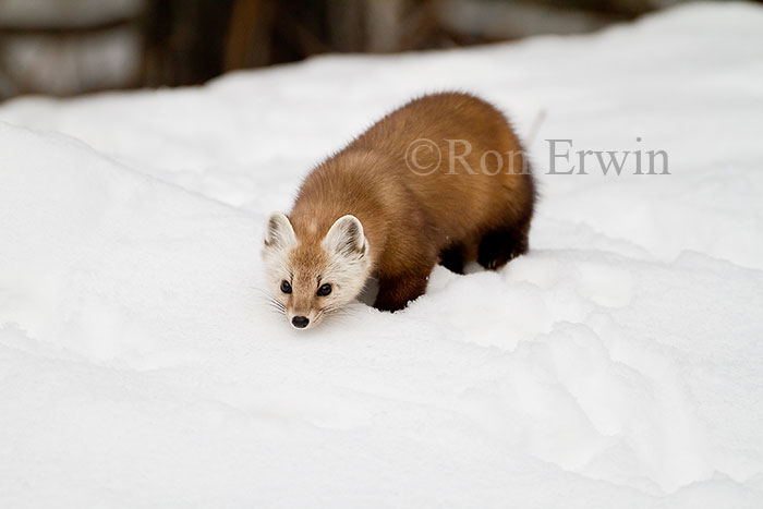 American Marten