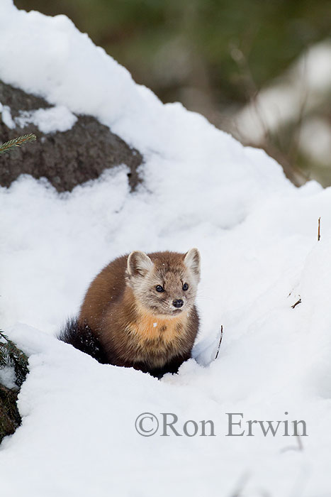 American Marten