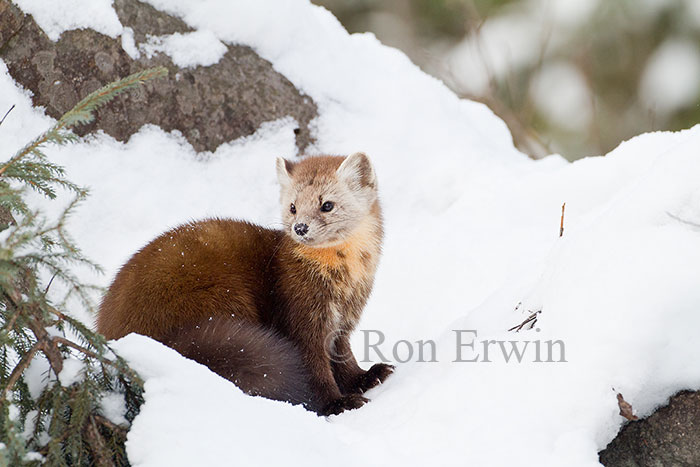 American Marten