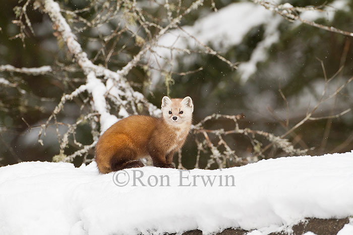 American Marten