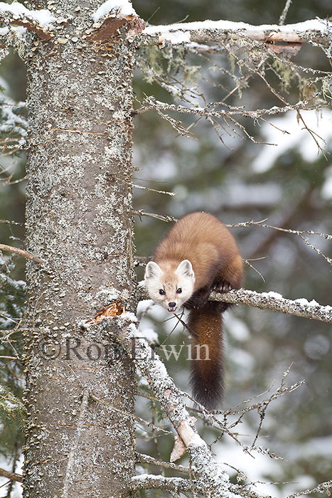 American Marten