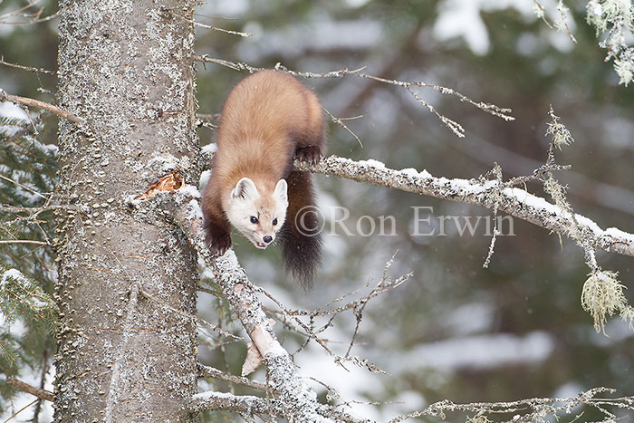 American Marten