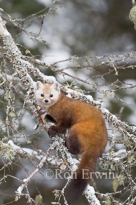 American Marten