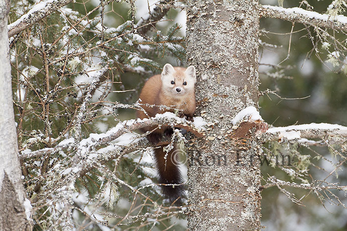 American Marten