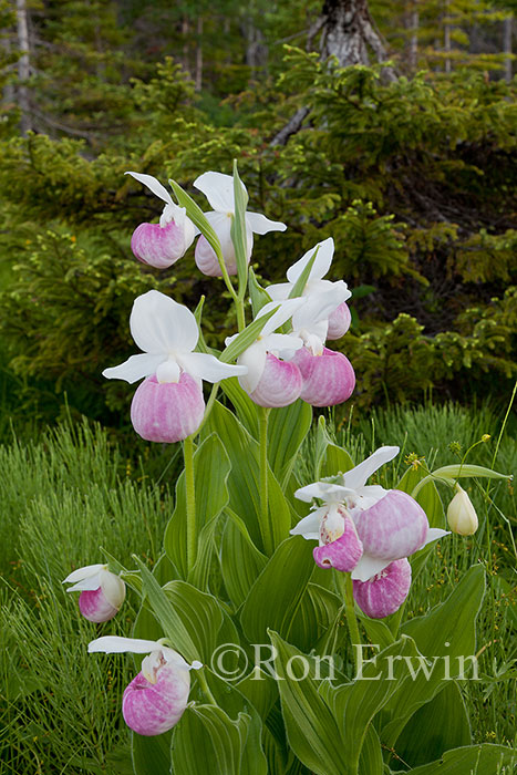 Showy Lady's Slippers