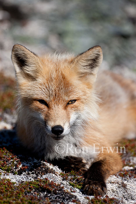 Red Fox