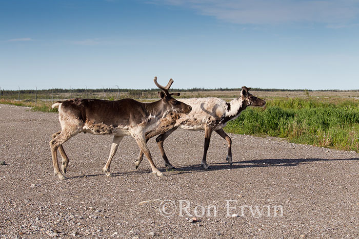 Woodland Caribou