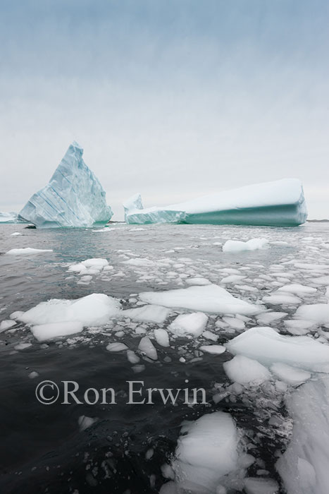 Iceberg Alley