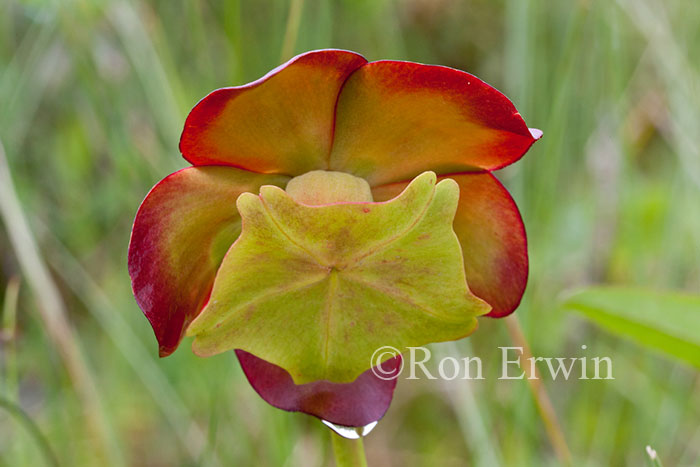 Pitcher Plant